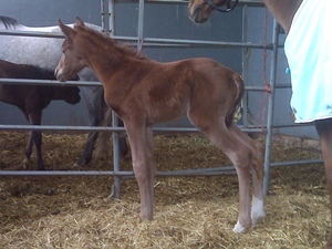 Kallin - a couple hours old